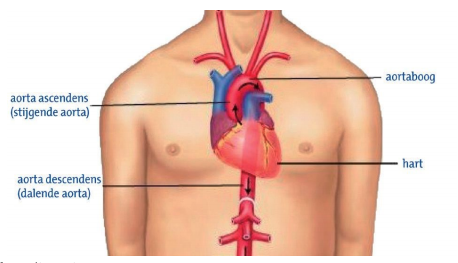 De aorta 